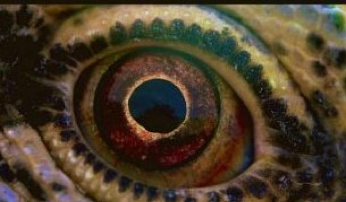 'Voyage of Time': il documentario di Terrence Malick a ottobre in sala