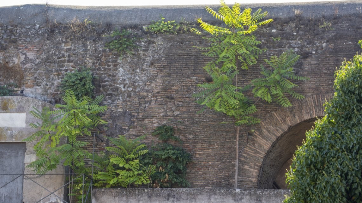 L’infernale albero del paradiso