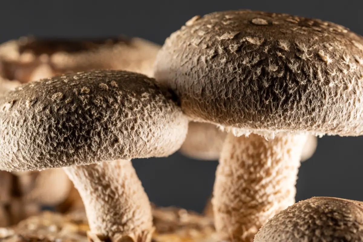 Dai funghi ricavata la prima memoria vivente di un computer