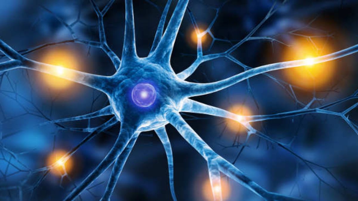 neuroni (1) Come il cervello consolida i ricordi