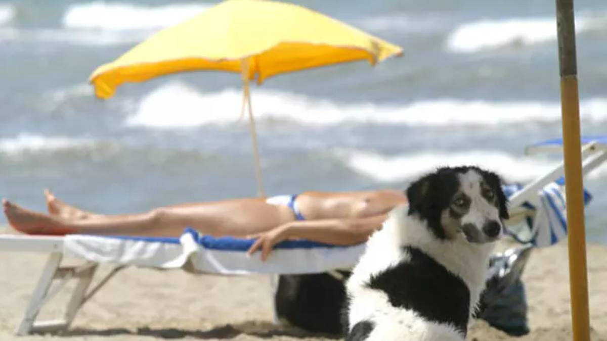 Il turismo cambia ed è sempre più a misura di pet, ma non mancano le difficoltà